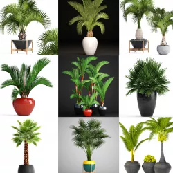 Collection of palms 14 models 3D model
