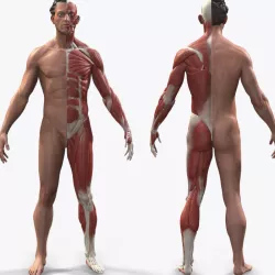 Ecorche Male Anatomical Reference 3D model
