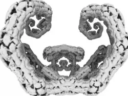 Fractal Horns