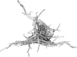 Fractal Neuron