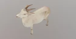 Goat Live 3D model