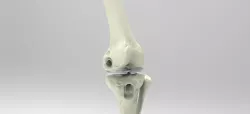 human knee joint
