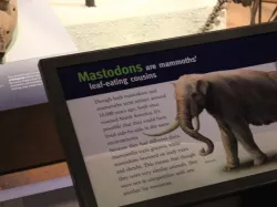 Mastodon Skull with base