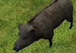 pig model 3D model