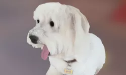 Puppy White 3D model