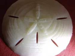 Sand Dollar