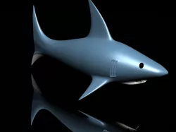 Shark