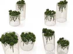 Succulents 3D model