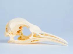 Penguin Skull (Aptenodytes forsteri) - Emperor Penguin, Adult