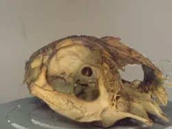 Rabbit skull