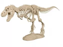 T-Rex Skeleton
