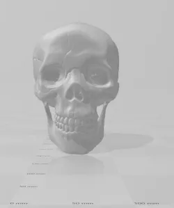 Human Skull Scan