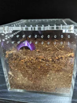 Tarantula Sling Hide