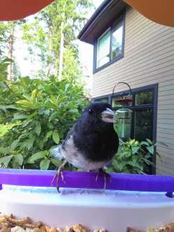 Quick Bar Perch for Bird Buddy Feeder