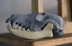 Fox Skull