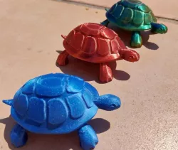 Hermann's tortoise (cute turtle)