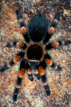 spoodle