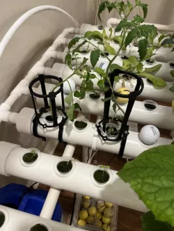 Hydroponic table trellis with PVC clamp
