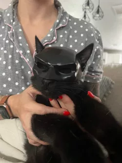 Batman cat mask