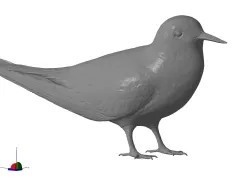 Common tern