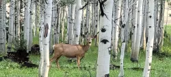 Deer in Aspen Forest