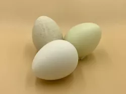 Egg
