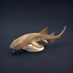 Nurse Shark
