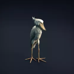 Shoebill