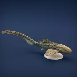 Zebra Shark for 3D printing