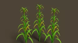 3D corn plant