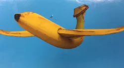 Banana with wings