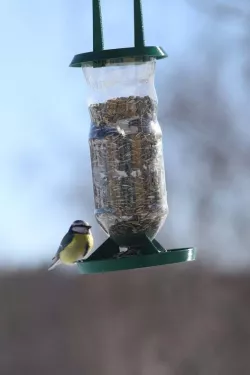Bird feeder