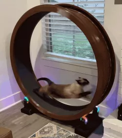 Cat Exercise Wheel