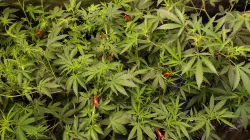 Garden LST Clips