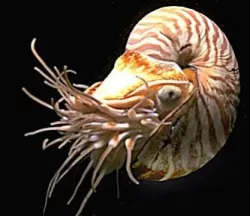Nautilus