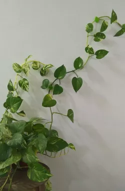 Plant tutor