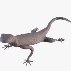 Rock Agama lizard