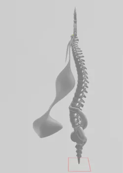 Spine Banner