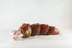 Worm (Monster Rancher)