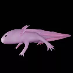 Axolotl