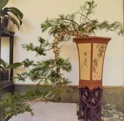 Bonsai root display table. Bonsai root stand