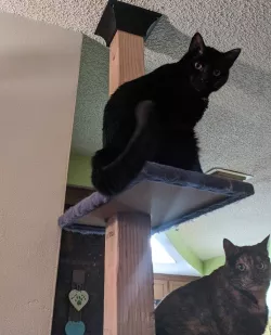 Cat Tree Top Brace (4x4 post)
