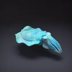 Cuttlefish