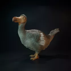 Dodo standing