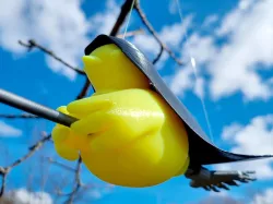 Easter Chicken with Broom and Coat