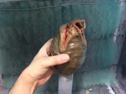facehugger egg , alien, stl print file