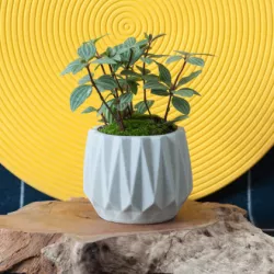 PLANT POT