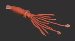 Squid