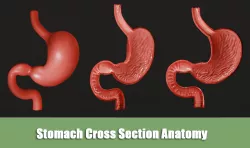 Stomach Cross Section Anatomy