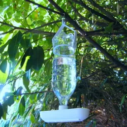 Water dispenser for birds